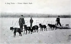 Saskatchewan: SLEIGH DOGS IN CANADA