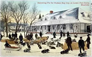 Manitoba: SLEIGH DOGS REST