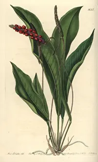 Ridgway: Slender anthurium, Anthurium gracile
