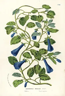 Sikkim: Slender bonnet bellflower, Codonopsis gracilis