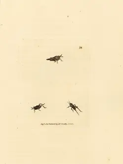 Tetrix: Slender grasshopper, Tetrix subulata