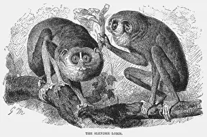 Loris: SLENDER LORIS