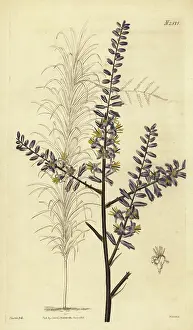 John Curtis: Slender palm lily, Cordyline stricta