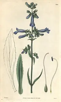 Gracilis: Slender penstemon, Penstemon gracilis