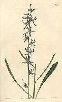 Stricta: Slender rampion, Phyteuma stricta