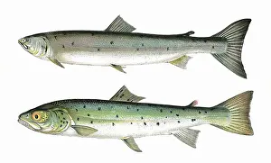 Slender: Slender Salmon and Blue Pole