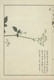 Color Printed: Slender stem with a few leaves crowned with