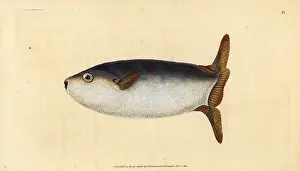 Tetrodon: Slender sunfish, Ranzania laevis
