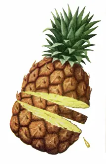 Revealing: Sliced, Fresh Pineapple
