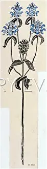 Shrink: SLIM BLUE PLANT