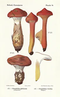 Bessin: Slimy spike-cap mushrooms