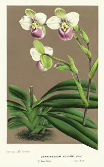 Slipper orchid, Phragmipedium schlimii