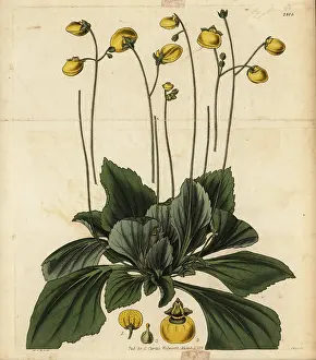 Biflora: Slipperwort, Calceolaria biflora