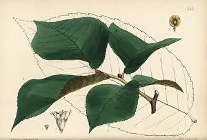 Slippery: Slippery elm or red elm, Ulmus rubra