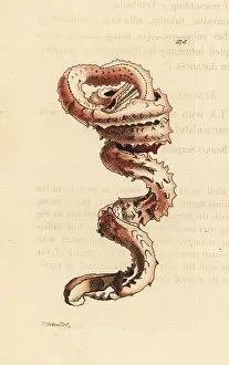 Serpula: Slit worm shell, Tenagodus anguinus