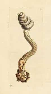 Conchology: Slit worm shell, Tenagodus anguinus