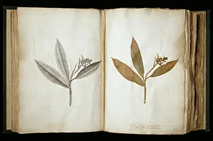 Sloane: Sloane's specimens