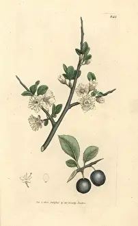 Spinosa: Sloe or blackthorn tree, Prunus spinosa