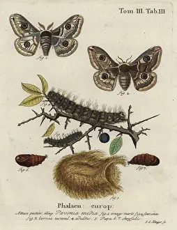Esper: Sloe emperor moth, Saturnia spini