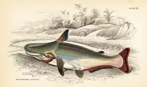 Schomburgk: Slopehead catfish, Ageneiosus inermis