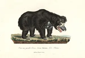 Ursinus: Sloth bear, Melursus ursinus