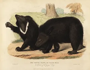 Smellie: Sloth bear, Melursus ursinus. Vulnerable
