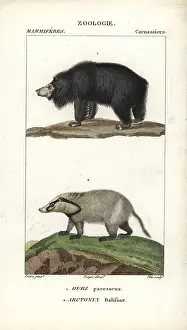 Collaris: Sloth bear, Ursus ursinus (vulnerable) and
