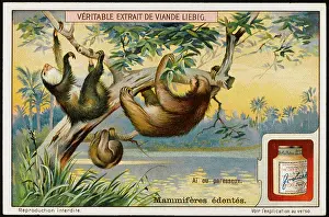 Sloth: SLOTH (LIEBIG)