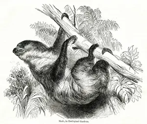 Sloth: Sloth in the Zoological Society Gardens