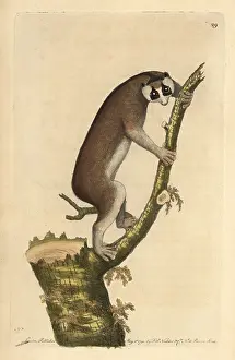 Nodders: Slow-paced lemur or red slender loris, Loris tardigradus