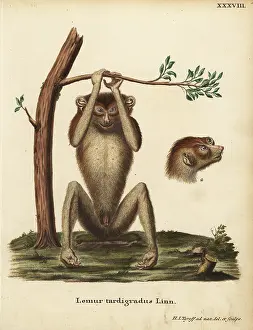 Linn: Slow-paced lemur or red slender loris, Loris