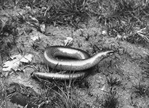 Legless: SLOW WORM