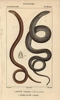Fragilis: Slow worm, Anguis fragilis, and Eastern glass