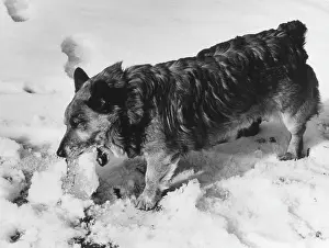Slush: SLUSH PUPPY