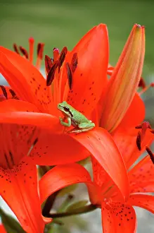 Sunning: Small American Green Tree Frog Sitting on an Orange