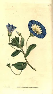 Bindweed: Small bindweed, Convolvulus tricolor