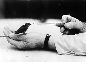 Disowned: A small bird at the feeding
