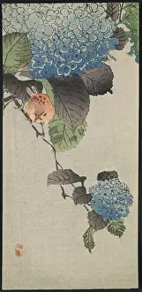 Hydrangea: Small bird and hydrangea