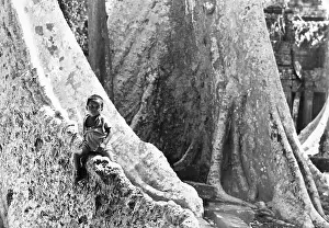 John Massey Stewart: Small boy on large tree, Angkor, Cambodia