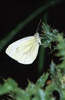 Pieris: Small cabbage white butterfly (Pieris rapae)