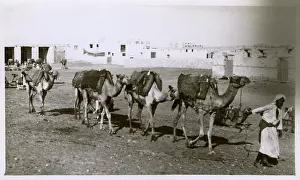 Jidda: A small camel train at Jeddah