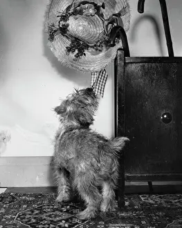Hallway: Small dog intrigued by a straw hat