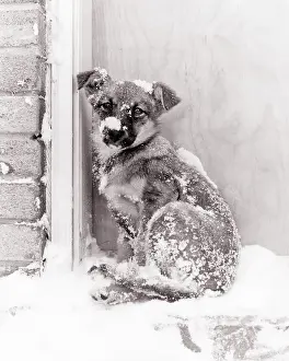 Shivering: Small Dog Mixed Breed covered in snow