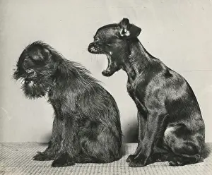 Yawn: Two small dogs in profile