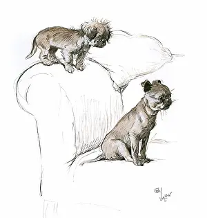 Pugs: Two small dogs on a sofa