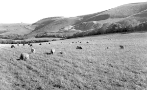 Dole: Small Dole, the Downs c1960