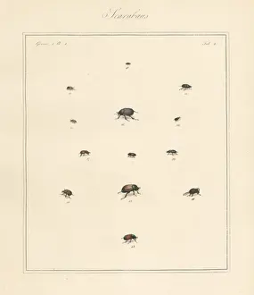 Ovatus: Small dung beetle, chafer, scarab beetles, etc