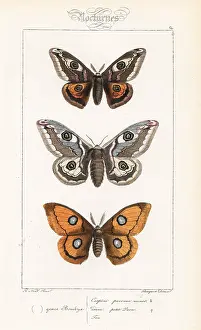 Pauquet: Small emperor moth and tau emperor