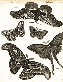 Universal Dictionary: Small emperor moth, tau emperor, etc