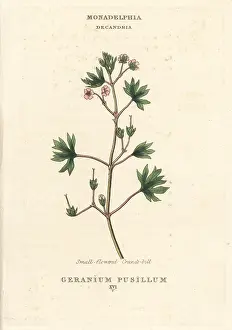 Geranium: Small-flowered cranes-bill, Geranium pusillum